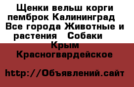 Щенки вельш корги пемброк Калининград - Все города Животные и растения » Собаки   . Крым,Красногвардейское